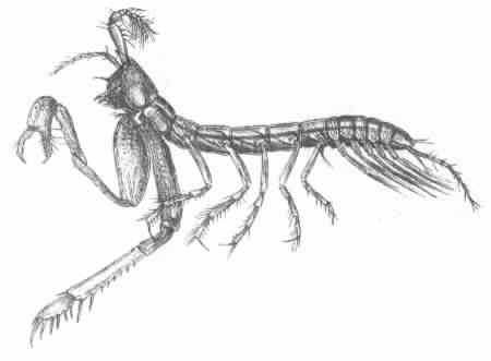 Представитель Семейства Sphyrapidae